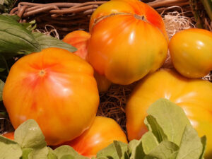 Tomate "Ananas"/Mangue - Charnue, belle couleur et équilibrée