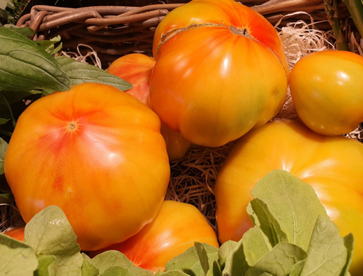 Tomate "Ananas"/Mangue - Charnue, belle couleur et équilibrée