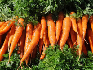 Carotte botte