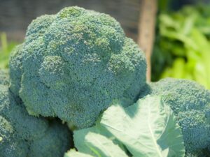 Chou brocoli
