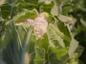 Chou fleur "Nouveau"