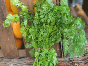 Coriandre