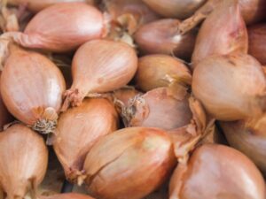 Échalote "traditionnelle"