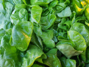 Salade feuille de chêne