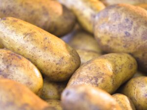 Pomme de terre "Allians"- Chair ferme