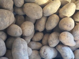 Pomme de terre "Mona Lisa"- Chair tendre