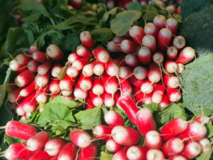 Radis rose