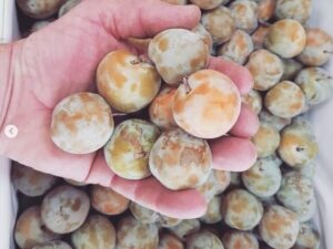 Prune Reine Claude Dorée Véritable