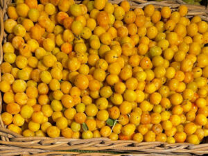 Prune Mirabelle de la Meuse