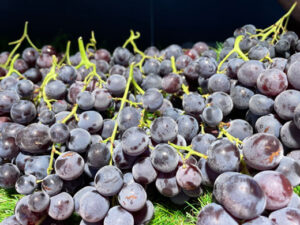 Raisin Muscat de Hambourg