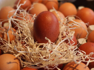 Œuf - à l'unité - Code 0